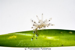 [:b:]Tiny Janolus[:/b:] - Juvenile status; less than 1 cm. by Francesco Pacienza 